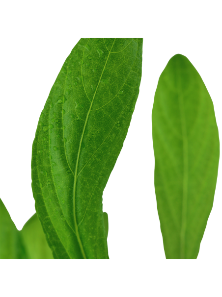 Hygrophila costata en maceta