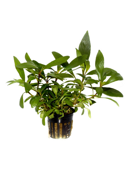 Hygrophila costata en maceta