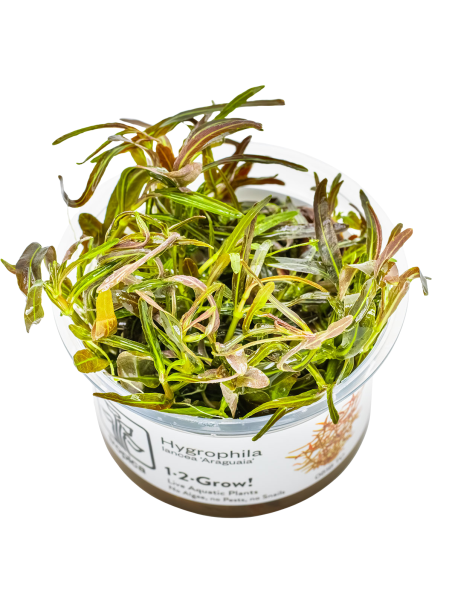 Hygrophila lancea 'Araguaia' 1-2-Grow!