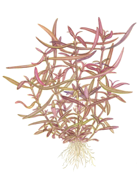 Hygrophila lancea 'Araguaia' 1-2-Grow!