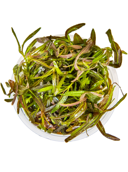 Hygrophila lancea 'Araguaia' 1-2-Grow! 2