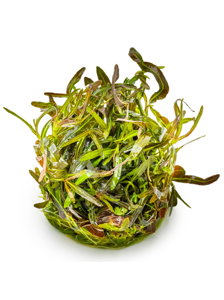 Hygrophila lancea 'Araguaia' 1-2-Grow!