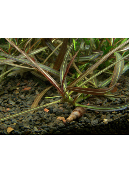 Hygrophila lancea 'Araguaia' 1-2-Grow!
