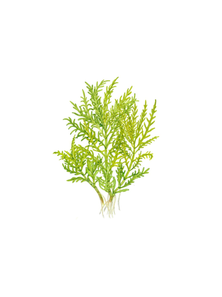 Hygrophila odora 1-2-Grow!