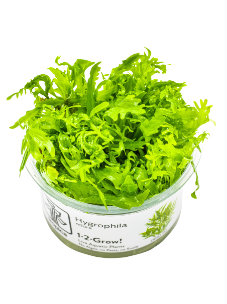 Hygrophila odora 1-2-Grow!