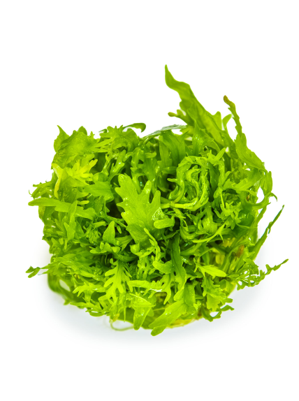 Hygrophila odora 1-2-Grow! 2