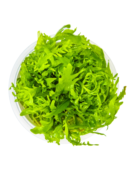 Hygrophila odora 1-2-Grow!