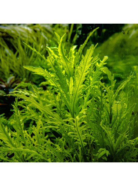 Hygrophila odora 1-2-Grow!
