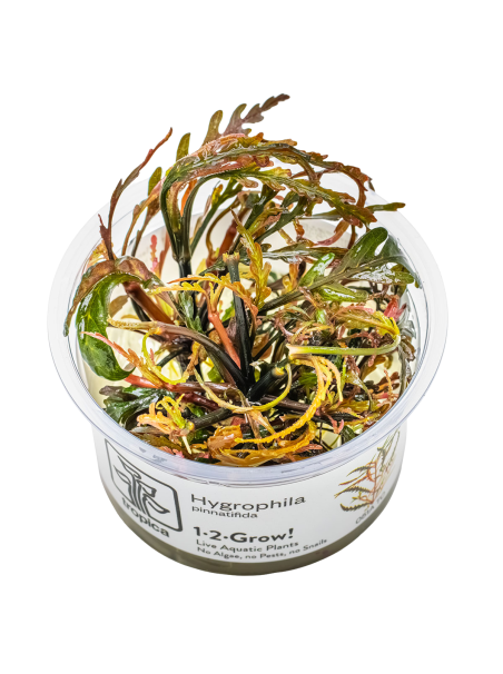 Hygrophila pinnatifida 1-2-Grow!