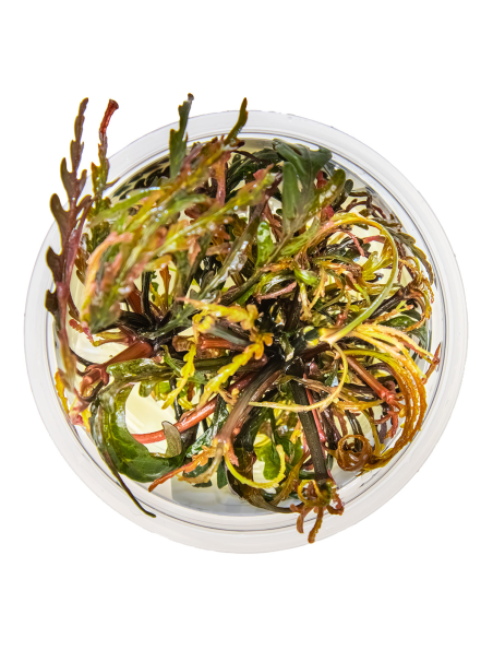 Hygrophila pinnatifida 1-2-Grow!