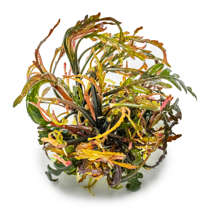 Hygrophila pinnatifida 1-2-Grow!