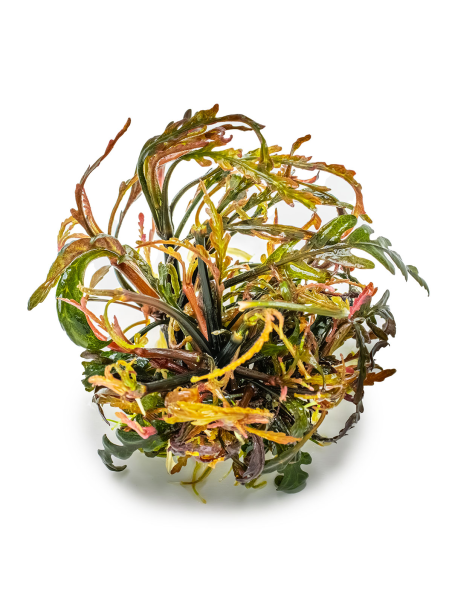 Hygrophila pinnatifida 1-2-Grow!