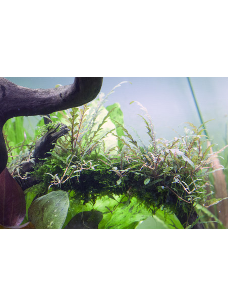 Hygrophila pinnatifida 1-2-Grow!