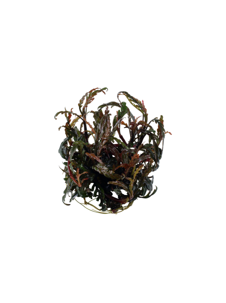 Hygrophila pinnatifida 1-2-Grow!