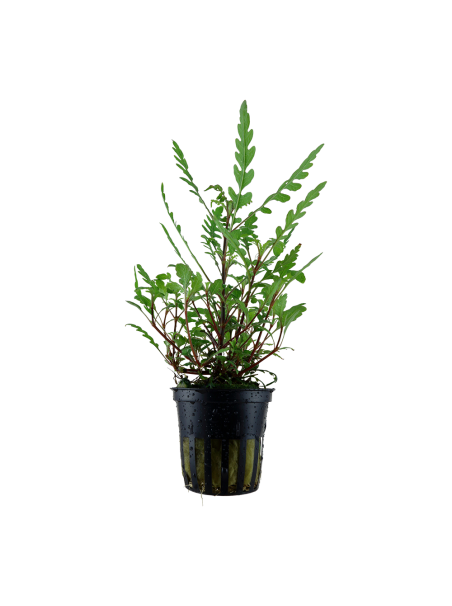 Hygrophila pinnatifida en maceta