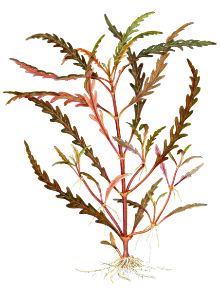 Hygrophila pinnatifida en maceta