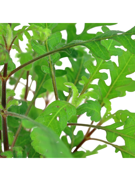 Hygrophila pinnatifida en maceta