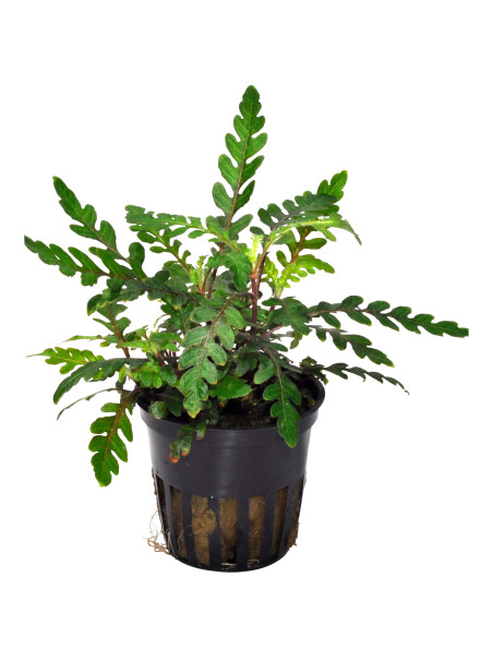 Hygrophila pinnatifida en maceta