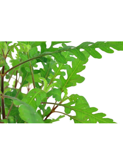 Hygrophila pinnatifida en maceta 2
