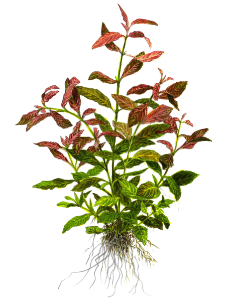 Hygrophila polysperma 'Rosanervig' en maceta