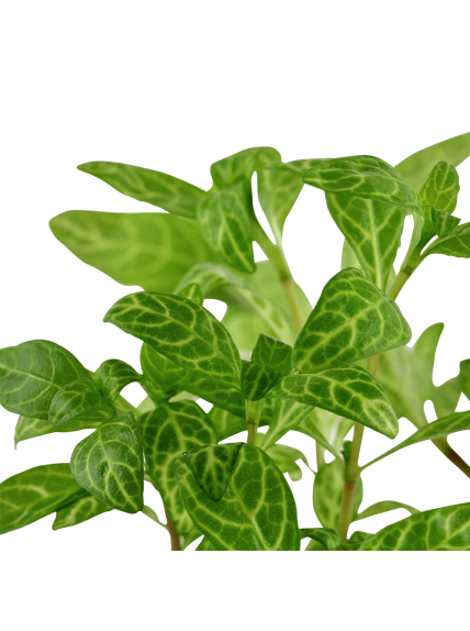 Hygrophila polysperma 'Rosanervig' en maceta 2