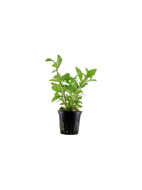 Hygrophila polysperma 'Rosanervig' en maceta