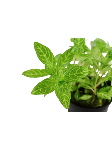 Hygrophila polysperma 'Rosanervig' en maceta