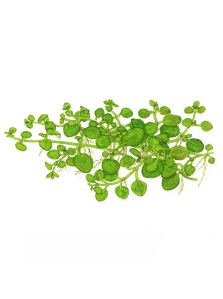 Hygrophila serpyllum 1-2-Grow!