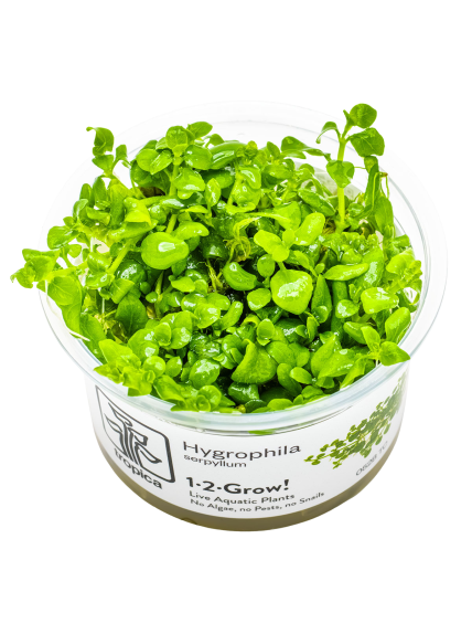 Hygrophila serpyllum 1-2-Grow!