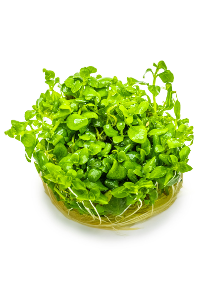 Hygrophila serpyllum 1-2-Grow! 2