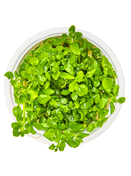 Hygrophila serpyllum 1-2-Grow!