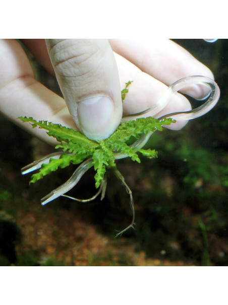 JBL ProScape Plantis Pins