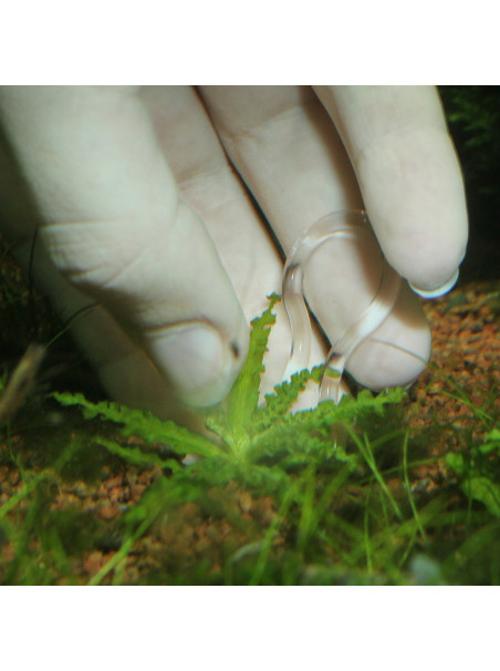 JBL ProScape Plantis Pins