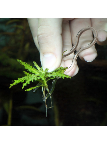 JBL ProScape Plantis Pins