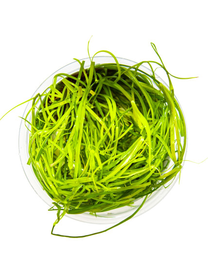 Juncus repens 1-2-Grow! 2