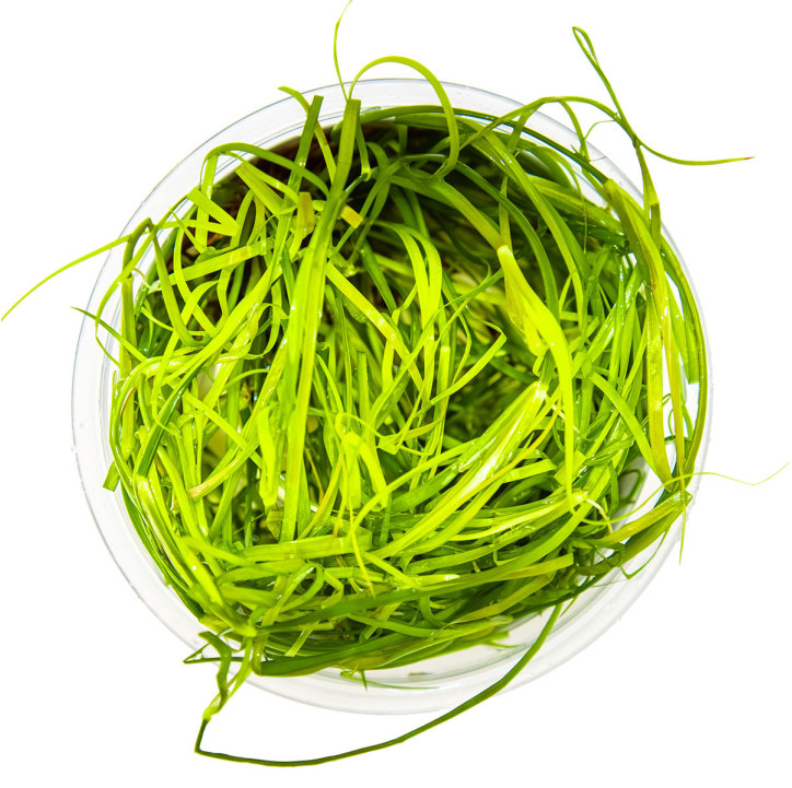 Juncus repens 1-2-Grow!