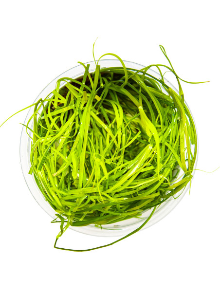 Juncus repens 1-2-Grow!