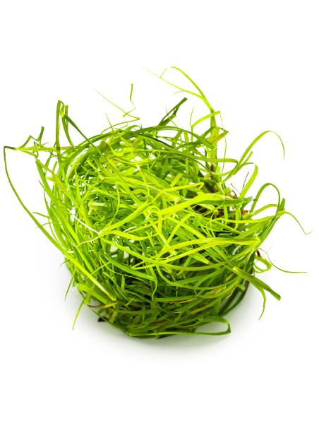 Juncus repens 1-2-Grow!