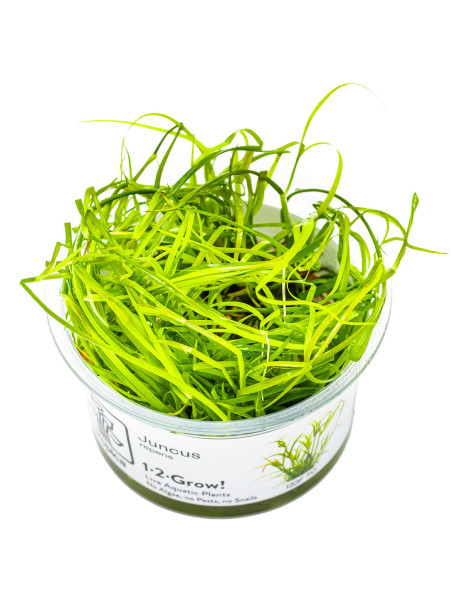 Juncus repens 1-2-Grow!