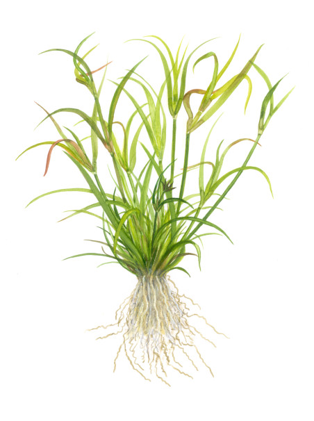 Juncus repens 1-2-Grow!
