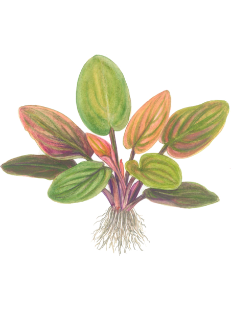 Lagenandra meeboldii 'Red' en CLIP