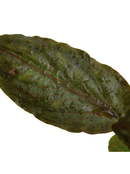 Lagenandra meeboldii 'Red' en CLIP 2