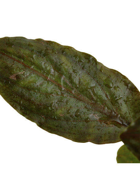 Lagenandra meeboldii 'Red' en CLIP