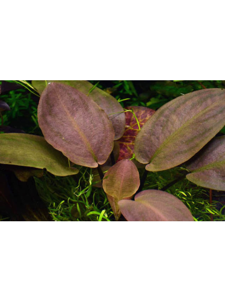 Lagenandra meeboldii 'Red' en CLIP