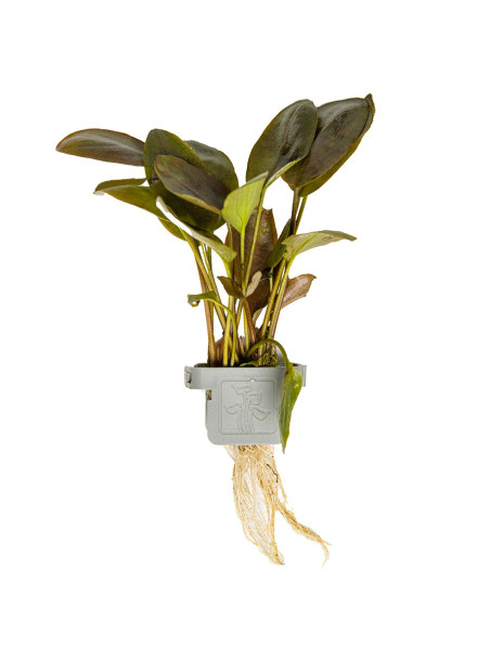 Lagenandra meeboldii 'Red' en CLIP