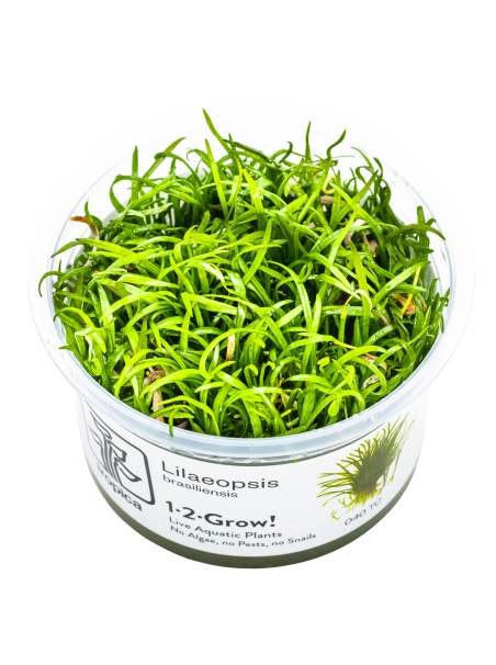 Lilaeopsis brasiliensis 1-2-Grow!