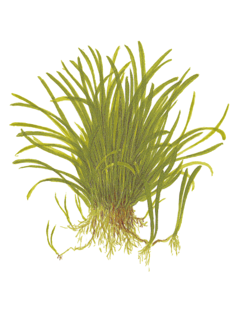 Lilaeopsis brasiliensis 1-2-Grow!