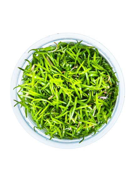 Lilaeopsis brasiliensis 1-2-Grow! 2