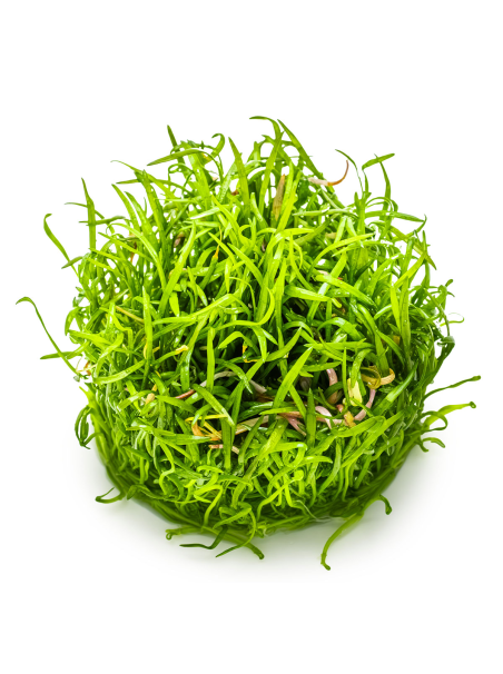 Lilaeopsis brasiliensis 1-2-Grow!