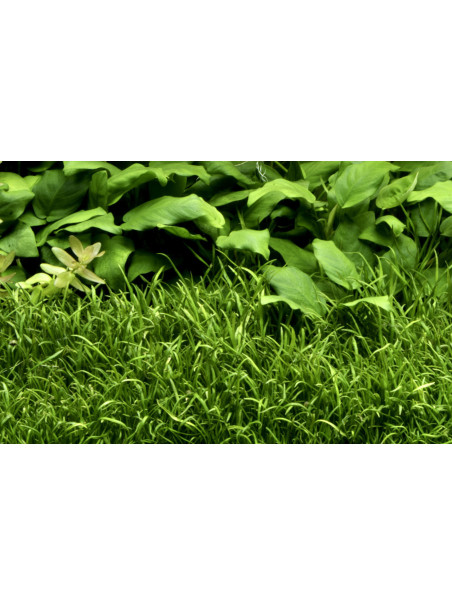 Lilaeopsis brasiliensis 1-2-Grow!